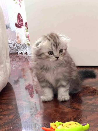Продается девочка шотландская вислоухая.Вислоухие котята