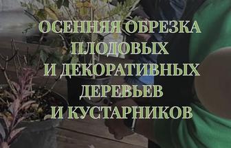 Осенняя обрезка деревьев