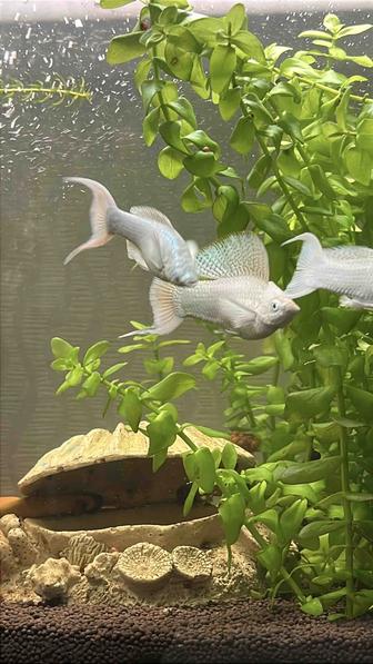 Велифера платина рыбка