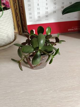 Денежное дерево крассула