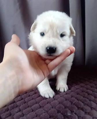 Предлагаем щенков Белой Швейцарской Овчарки