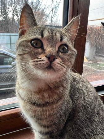 Отдам котенка в добрые руки