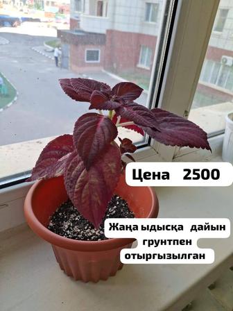 Комнатные цветы