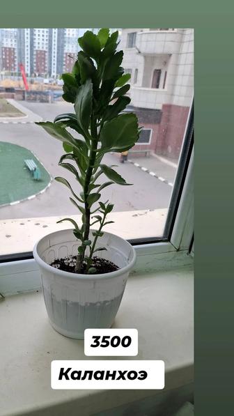 Комнатные цветы