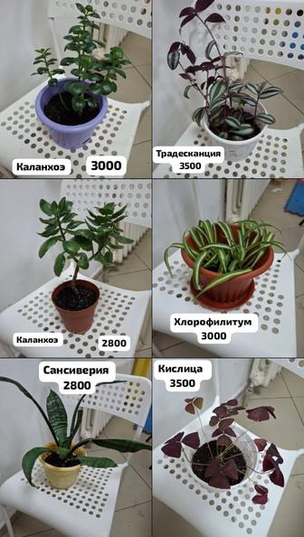 Комнатные цветы