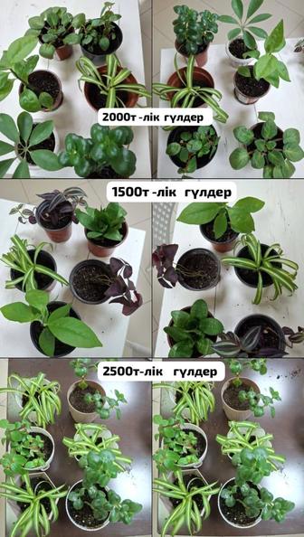 Комнатные цветы