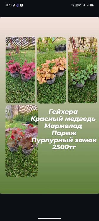 Растения для сада