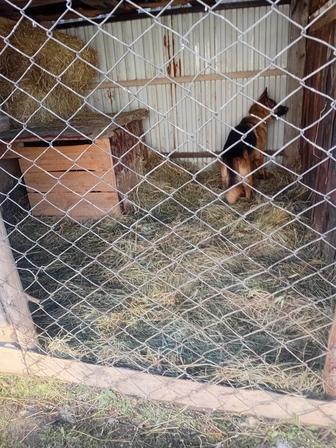 Кобель на вязку