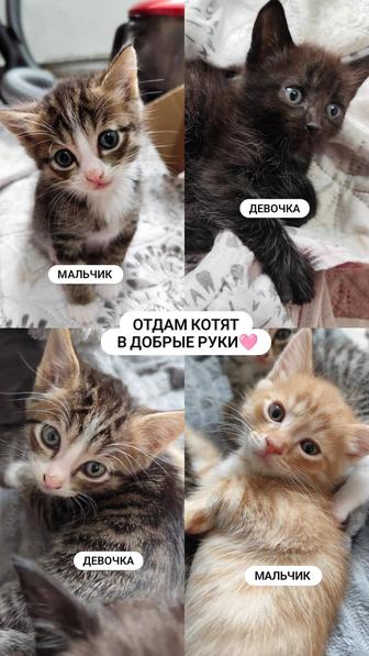 Отдам котят в добрые руки!
Два мальчика и две девочки
