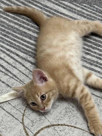 Отдадим котенка в добрые руки