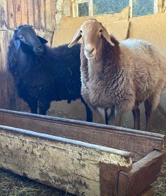 Продам Баранов