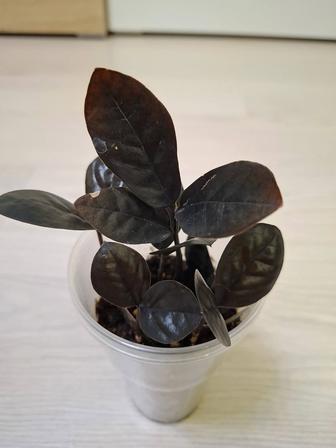 Замиокулькас Ravon