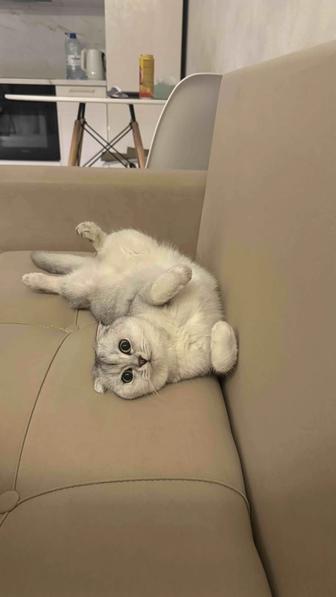 Шотландская вислоухая Scottish Fold