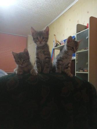 Ищем добрые руки для котят