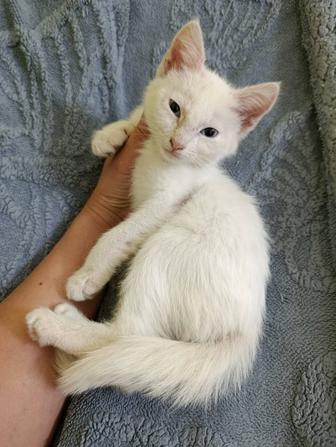 Милый котенок