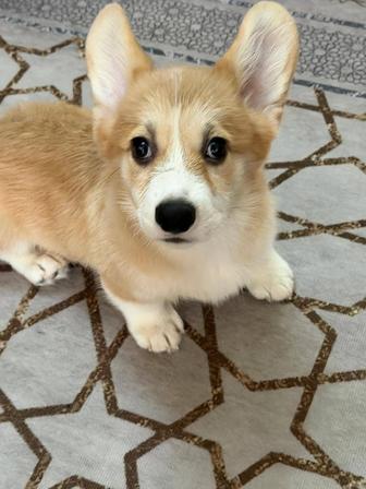 Вельш корги пемброк