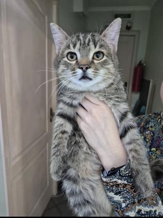 Кот Ежик мечтает жить дома!