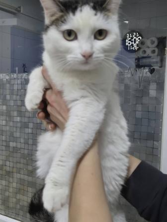 Кошечка мечтает жить дома!