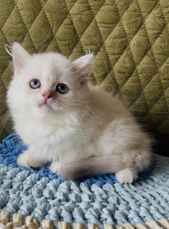 Скоттиш фолд