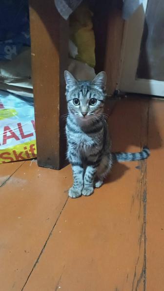 Отдам котенка