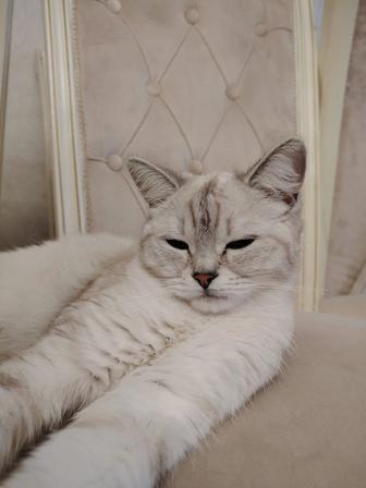 Продам породистую кошку