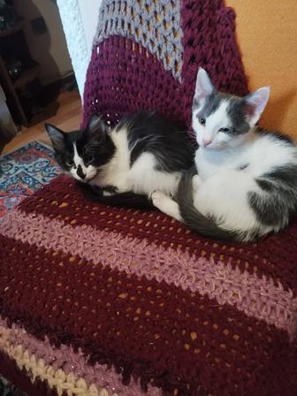 Отдам котят