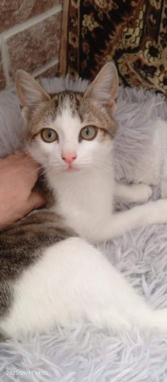 Котята мальчики ищут дом!