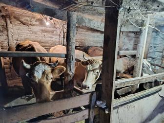 Продам Коров Стельные 3 головы Оптом Скидка