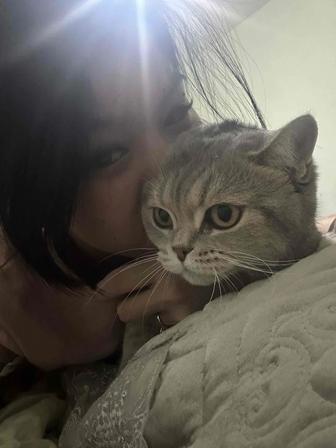 кошка