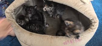 Котята