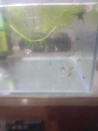 Раздел рыбки