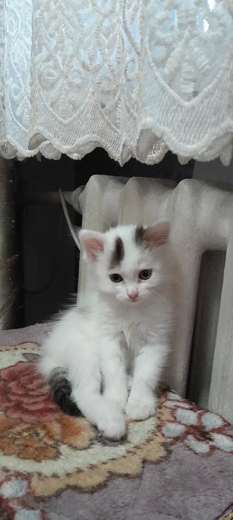 Отдам бесплатно котенка