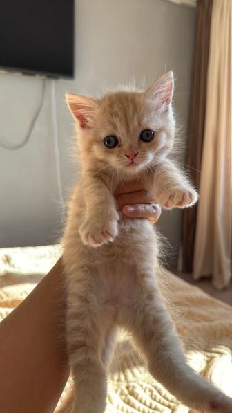 Отдам котенка добрые руки