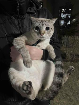 отдам кота в добрые руки