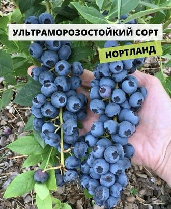 Голубика разные сорта и разных возрастов. Дюк. Река. Блюкор.