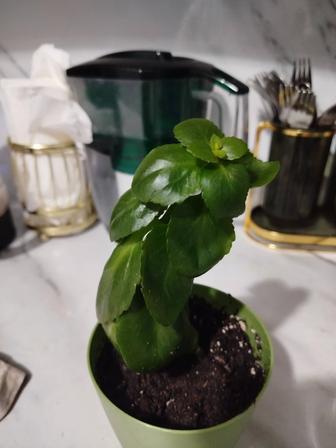 Продается комнатные растения