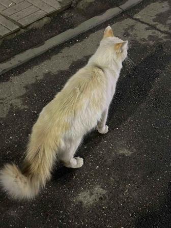 Нашелся молодой кот, кастрированный