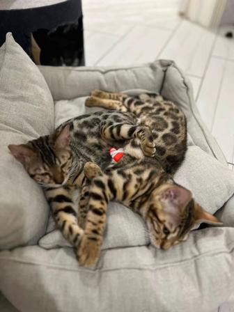 Бенгальский чистокровный котенок