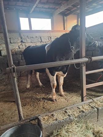 Продам быка, молочный или на мясо