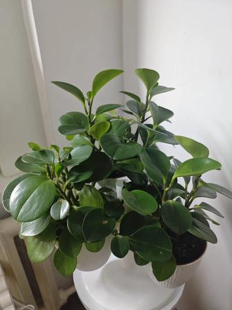 Растения, пеперомия