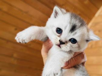 Продам шотландских котят