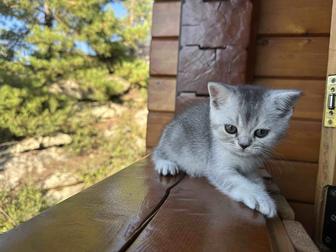 Продам шотландских котят
