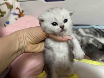 Продам шотландских котят