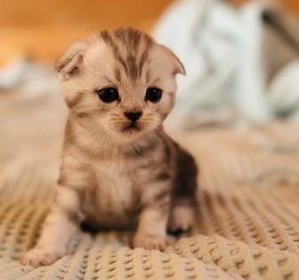 Продам шотландских котят