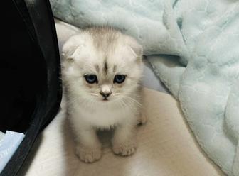 Продам шотландских котят
