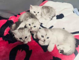 Продам шотландских котят