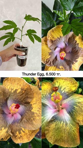 Привитые сортовые гибискусы