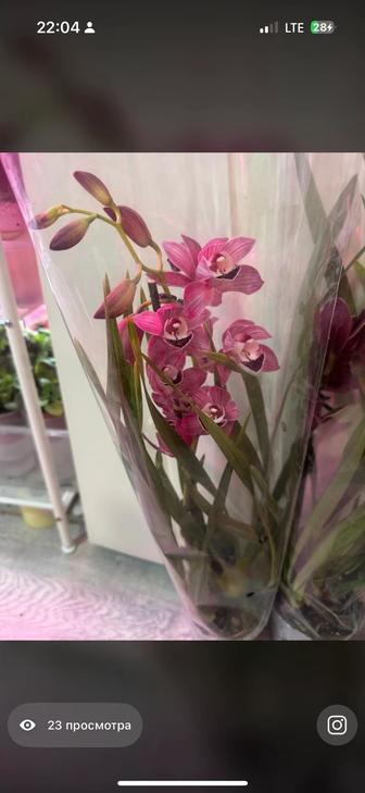 Орхидея Цимбидиум