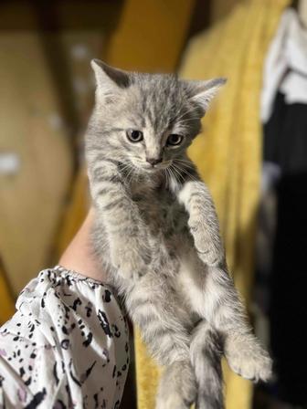 Котенок