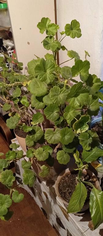 Срочно продам домашние цветы